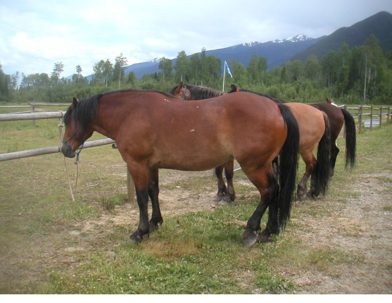 Trail Horse Riding Equine Conformation, choosing the right trail horse, stan walchuk, buying a horse, best breeds horse riding