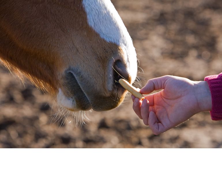 horse training, horse journal, canadian horse, horse canada, horse sport, western horse, english horse, horsemanship