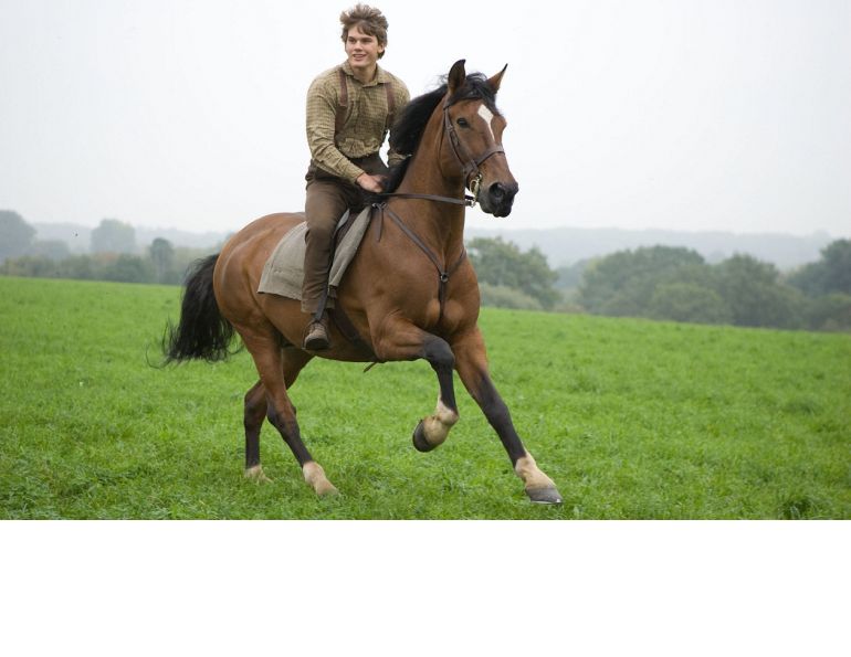 horses in the war, remembering war horses, steven spielberg horse, horses in history, world war horse