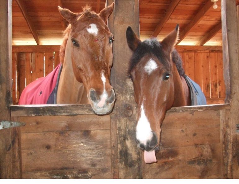 Dona Naylor, horse trailer accident, horse trailer, Libby Naylor, Heather Tryon, Bonny Bonnello, horse accident, horse trailering, horse miracle Dona Naylor, horse trailer accident, horse trailer, Libby Naylor, Heather Tryon, Bonny Bonnello, horse accident, horse trailering, horse miracle