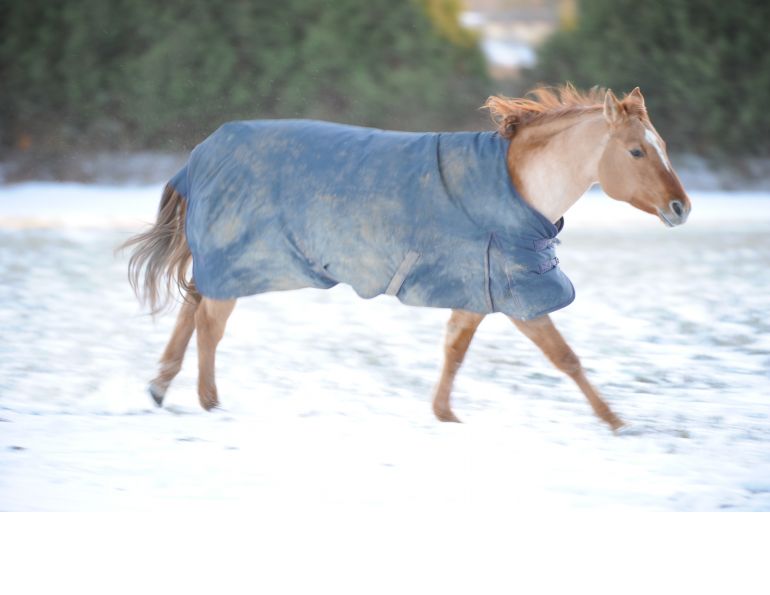 winter horse, snow horse, winter horse care, horse care snow, winter horse feed, winter horse diet, winter horse nutrition, seasonal horse care, horse care cold