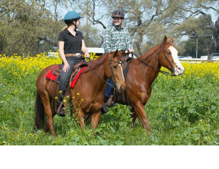 Canadian equine economy, Canadian horse economy, 2010 Canadian Equine Industry Profile Study, Canada’s Horse People, Canadian horse economy stats, Economic Impact horse industry Canada, Economic Climate horse industry Canada