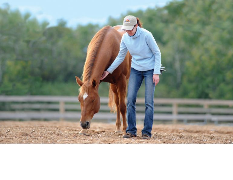equine first aid, horse choking, horse wound, equi-health, horse first aid equine first aid, horse choking, horse wound, equi-health, horse first aid