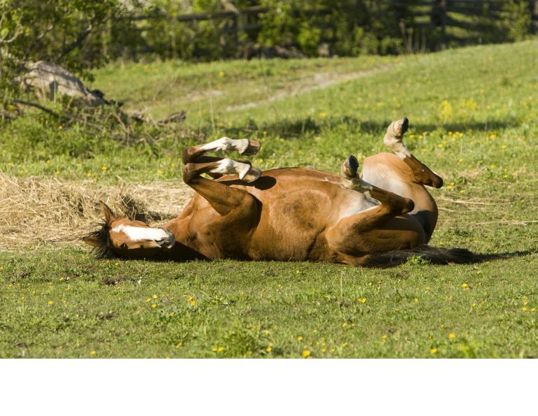 Photo: Christina Handley Photography Feeding for Happy Horse Feet
