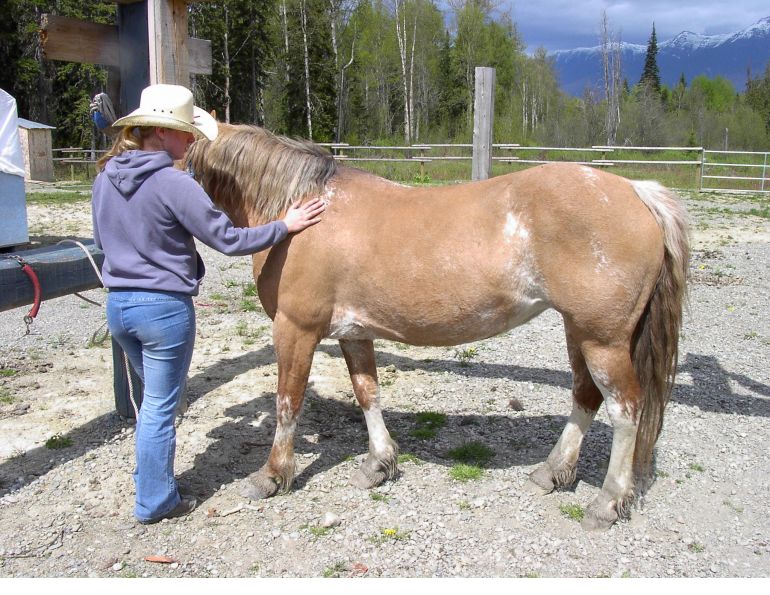 stan walchuk, Trail Riding Horse Camping Trekking, the lone trail rider, riding horses alone
