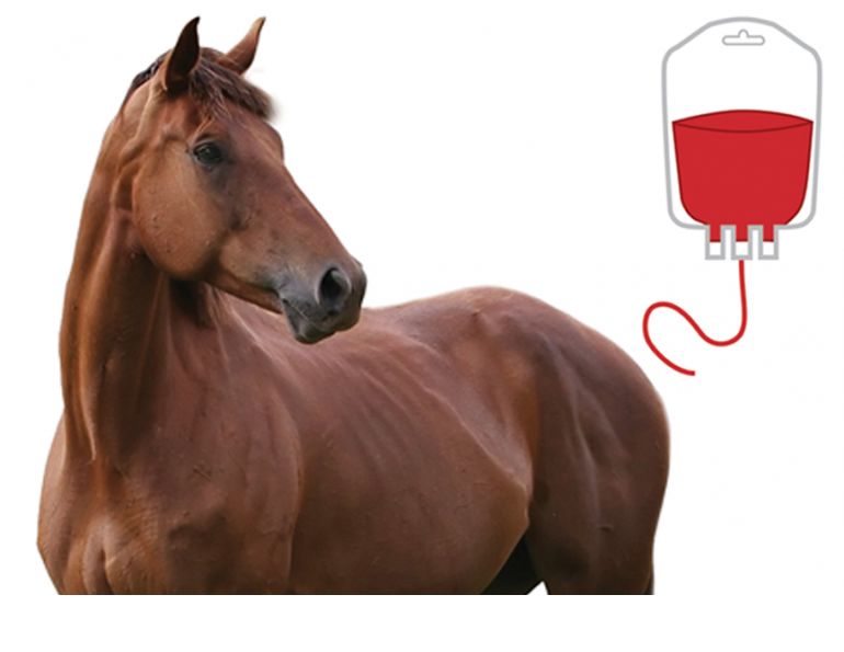 Blood Transfusions for Horses, equine surgery, horse colic, David Paton, Paton Martin Veterinary Services Blood Transfusions for Horses, equine surgery, horse colic, David Paton, Paton Martin Veterinary Services