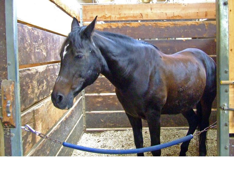 clinical signs of equine gastric ulcers, how to check horse for gastric ulcers