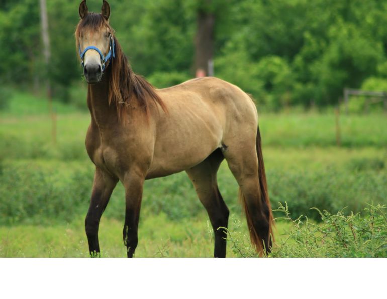 Feeding the Thin Horse