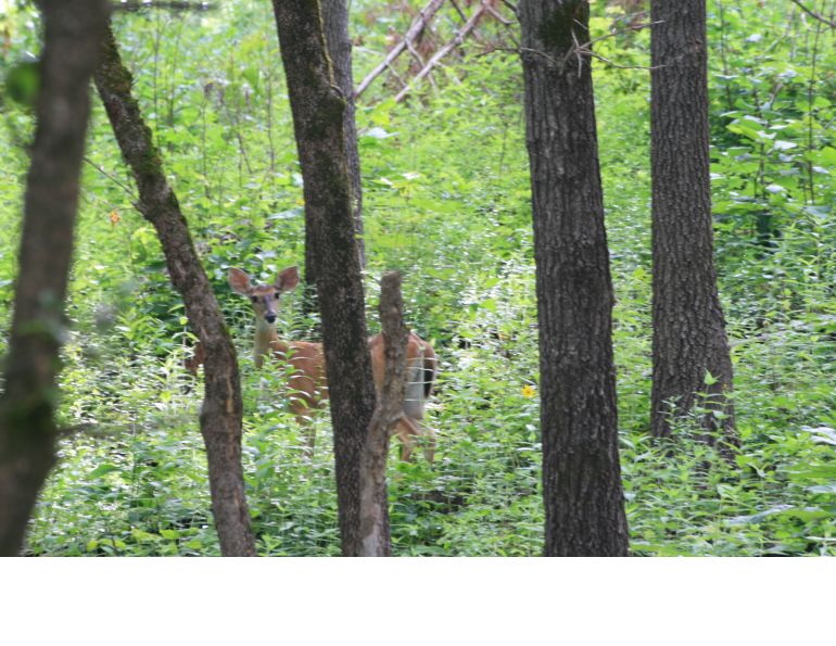 despooking horse, preparing a horse for the trail, backcountry horse riding, horse is spooky, de-spooking exercises horses, how to keep horse calm, stan walchuk