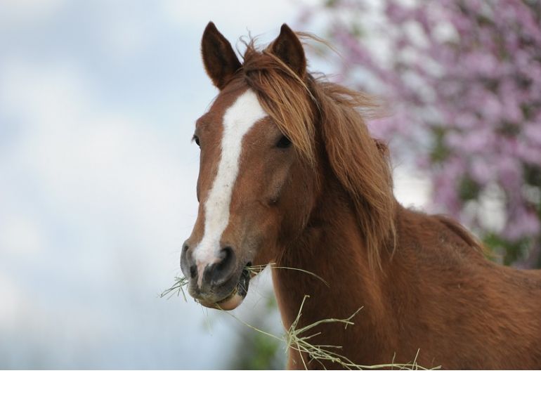 rescue horse Noel was rescued by BC SPCA, noel christmas pony jonathan field, rescue horses