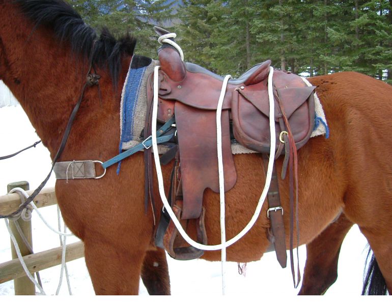 Credit: Blue Creek Outfitting best saddle trail ride, choosing saddle riding horses, horseback riding saddle, stan walchuk