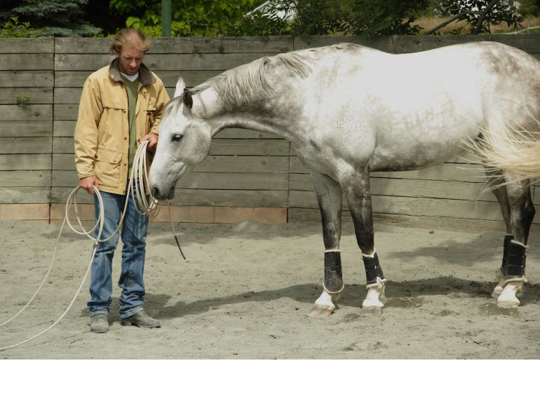 Credit: Karley Fraser Horse Personality Profiling