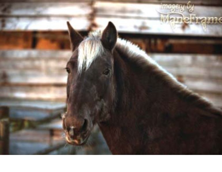 Circle F Horse Rescue, Kevan Garecki, rescue horse, sable horse, rocky mountain horse Circle F Horse Rescue, Kevan Garecki, rescue horse, sable horse, rocky mountain horse