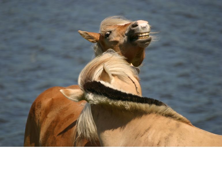 horser discipline tactics, understanding horse behaviour, understanding different horse temperaments, disciplining your horse horser discipline tactics, understanding horse behaviour, understanding different horse temperaments, disciplining your horse