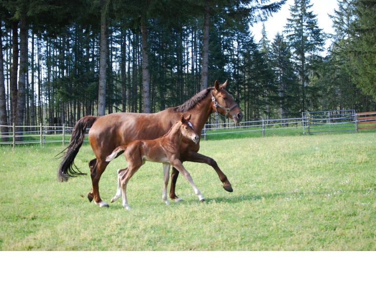 Meeting Your Horse's Protein Needs