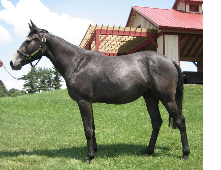 horse genome project, gene mutations horses, respiratory illness horses, equine chromosones, horse studies