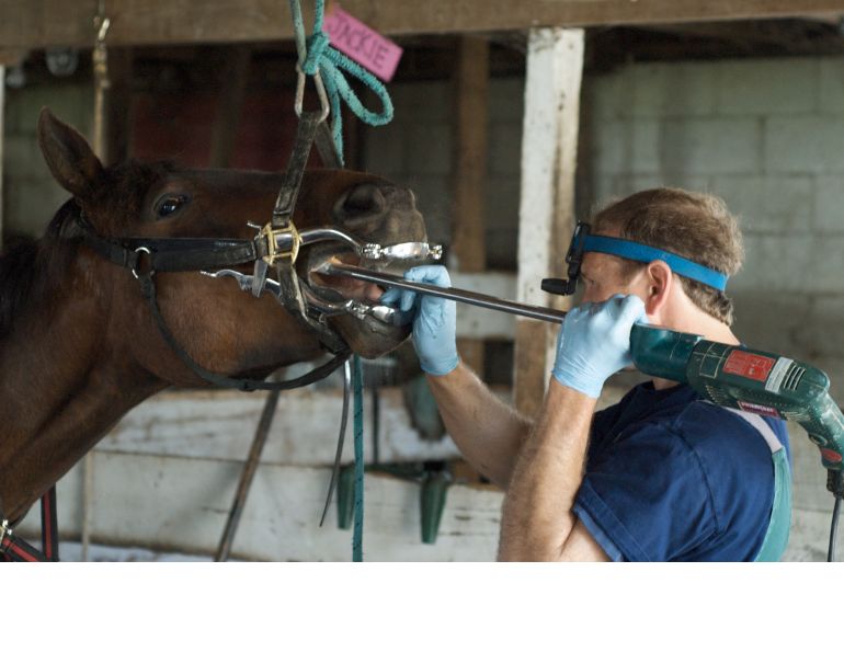 Equine Dentistry, Equine Veterinarian Calgary, Equine Veterinarian Saskatchewan, Equine Veterinarian Montréal, Equine Veterinarian Prince Edward Island Equine Dentistry, Equine Veterinarian Calgary, Equine Veterinarian Saskatchewan, Equine Veterinarian Montréal, Equine Veterinarian Prince Edward Island