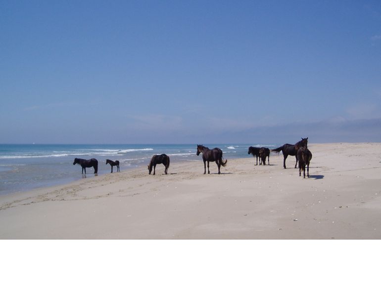 Sable Horses, wild horses sable island