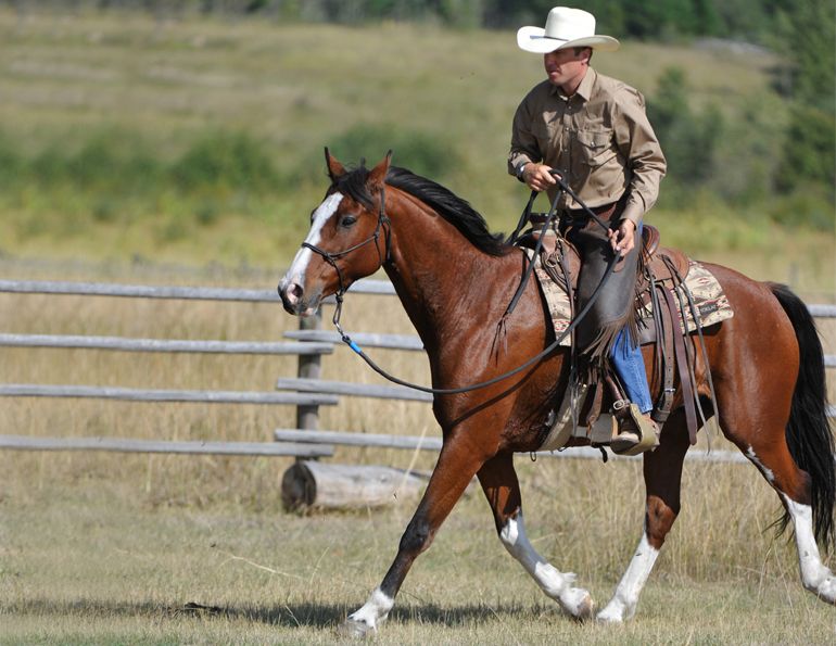 jonathan field, one rein riding for horses, bridleless, halter riding for horses, natural horsemanship, horse obstacle, bridleless canter for horses, bridleless trot for horses, bridleless walk for horses jonathan field, one rein riding for horses, bridleless, halter riding for horses, natural horsemanship, horse obstacle, bridleless canter for horses, bridleless trot for horses, bridleless walk for horses