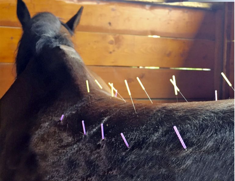 Steve Chiasson, horse acupuncture, horse care, horse acupuncture points, horse back pain, horse pelvic pai, equine acupuncture treatment