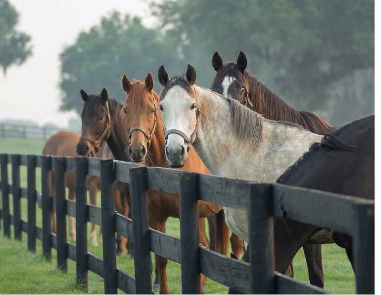 Canadian Equine Sector: Socio-Economic Insights 2023, equestrian canada 2023 study, equine industry studies, statistics on canadian equestrians, canada's horse industry economic contribution