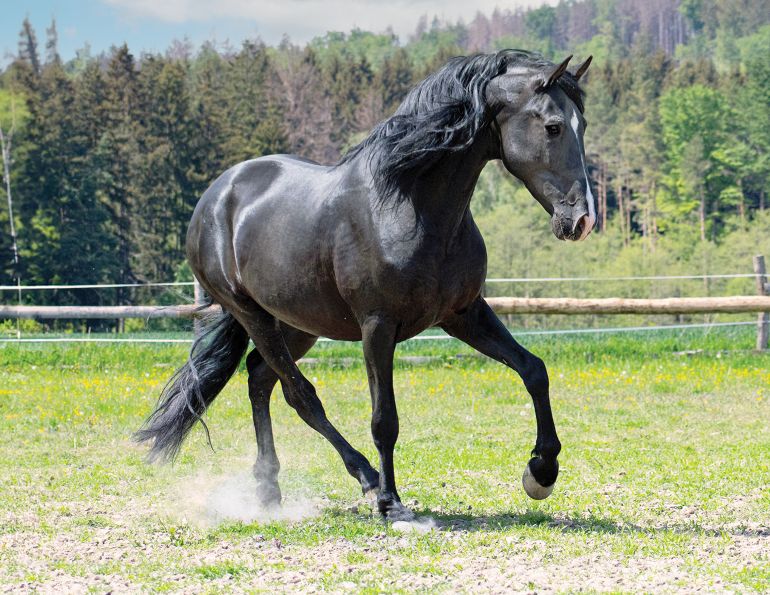 proprioception for horse riders, understanding equine proprioception, proprioceptive senses of horses, preventing horse rider injury by improving proprioceptive awareness, Alexa Linton, equine sports therapy      