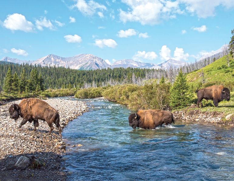 riding with bison in canada, bison in the canadian wilderness, horse riding with bison, Bison in Grasslands National Park