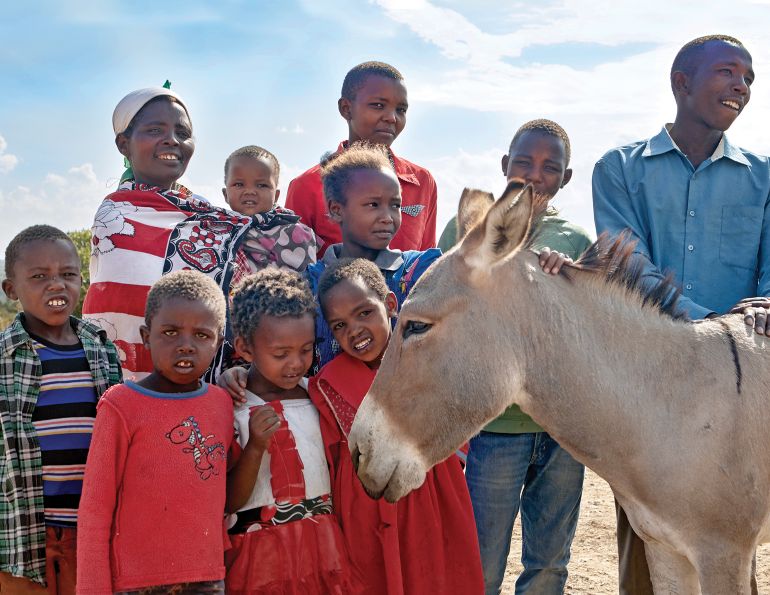 spana donate, donkey hides, caleche donkey hides, help donkeys, brooke animals