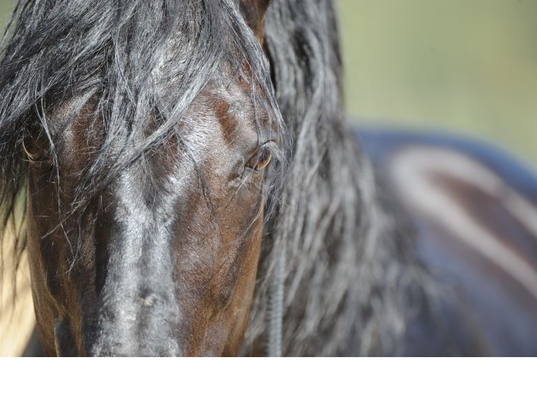 jonathan field training articles, natural horsemanship softening horse, how to create a soft supple horse