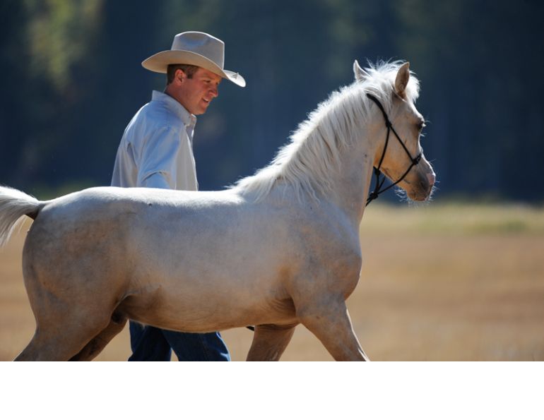 Jonathan Field, training Foals, training horse Weanlings, Yearlings horse training, natural horsemanship, western horse, english horse