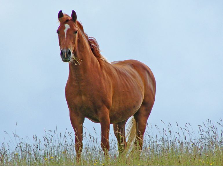 Feeding Horse’s Body Condition Dr. Wendy Pearson my horse is too fat my horse is too thin equine obesity equine malnutrition