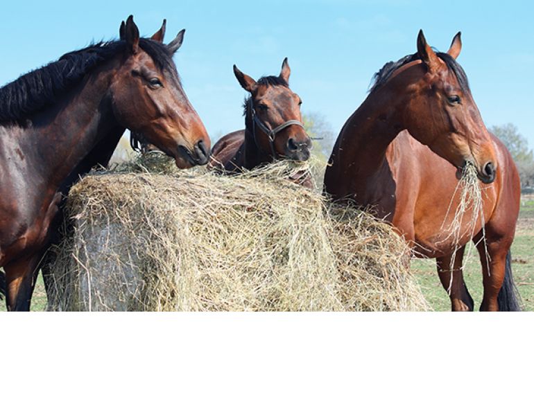 horse heaves, equine heaves, horse lungs, equine lung disease