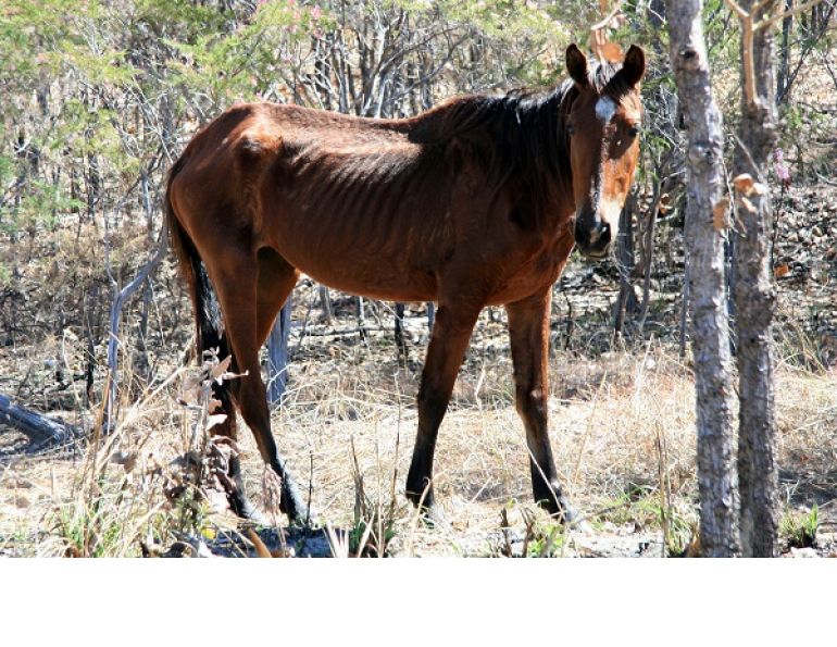 oat hay, alfalfa for horses, horse alfalfa, horse oat hay, starving horse, nutrition for horse, feeding the starving horse, equine starvation, horse starvation, malnourished horse, unwanted horse, equine refeeding