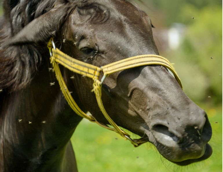help horse survive flies, help horse survive horse flies, help horse survive deer flies, help horse survive black flies, help horse survive face flies, help horse survive house flies, help horse survive mosquitos, paddock pest management, horse flies can cause sweet itch, Barn swallows, bats insect predators, horse care, paddock management