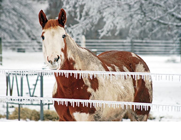 How To blanket horse, blanketing domestic horses, blanket equine, Lynda M. Vanden Elzen, clipped horse wearing blanket, keeping horses warm in cold weather, winter horse coat, Horse needs, proper blanketing horses, winter care horses How To blanket horse, blanketing domestic horses, blanket equine, Lynda M. Vanden Elzen, clipped horse wearing blanket, keeping horses warm in cold weather, winter horse coat, Horse needs, proper blanketing horses, winter care horses
