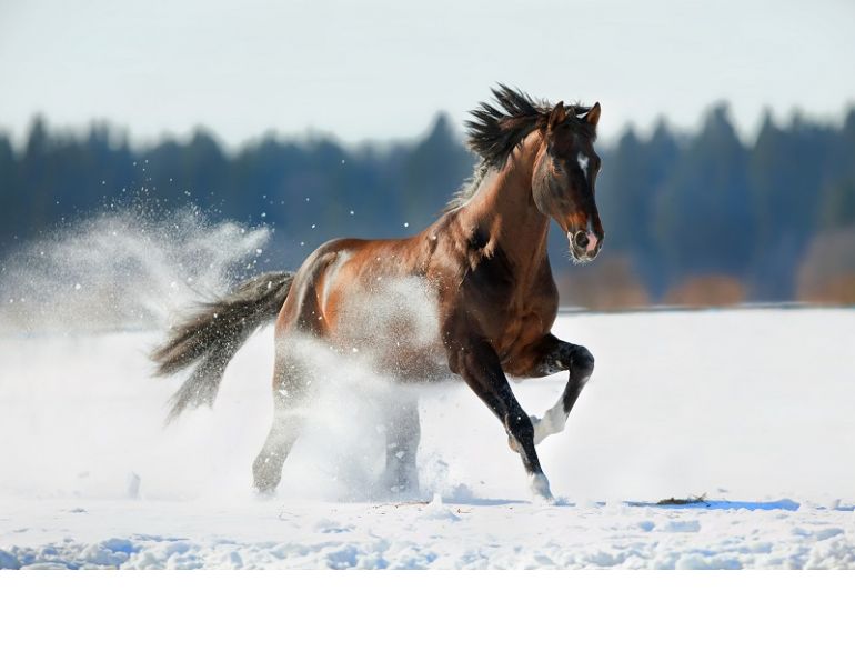 hores body condition scores horse, Reconditioning Horse, spring horse riding, get a horse fit, horse feed change, equine fitness, horse exercise, overworked horse