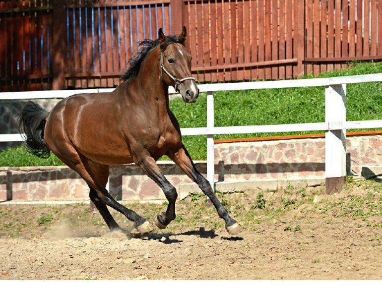 equine Navicular Disease Farriery, Cole Henderson, horse navicular, navicular syndrome, chronic heel lameness, caudal heel syndrome, No Foot No Horse