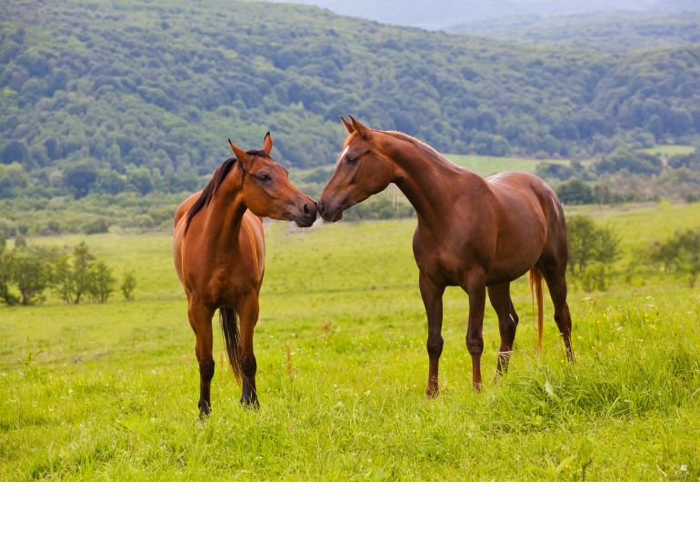 should i rest my horse? Will clining training, how to keep a happy horse, do horses need downtime?