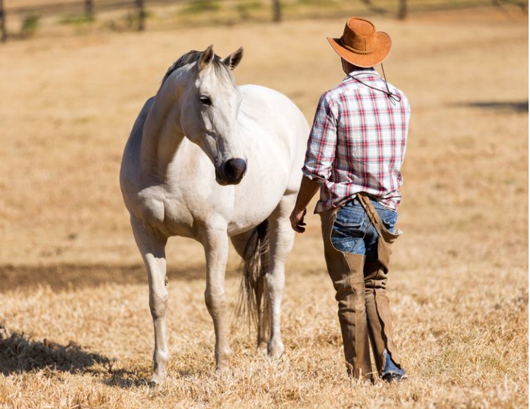 help horse work through confusion, understanding confused Horse, horse aggression, giving proper horse cues, jonathan field
