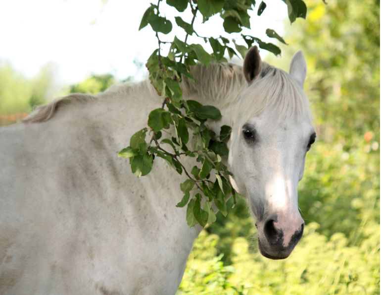 Equine Welfare threats, horse welfare threats, Nicole Weidner, Equine Guelph, Dr. Katrina Merkies, University of Guelph research study, Equine Guelph Code Decoder, Cordelie DuBois Equine Welfare threats, horse welfare threats, Nicole Weidner, Equine Guelph, Dr. Katrina Merkies, University of Guelph research study, Equine Guelph Code Decoder, Cordelie DuBois
