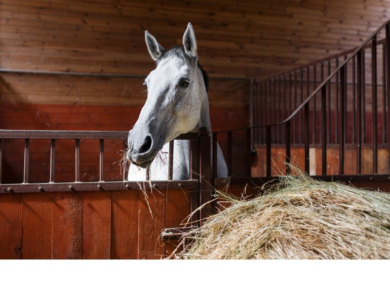 Horses heaves equine guelph study heaves Humans asthma horses