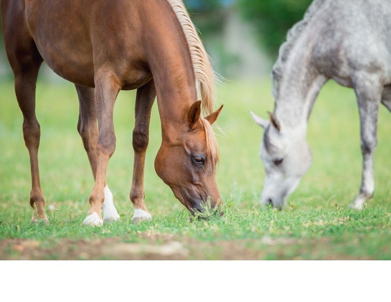 Ted Moore, renovating Horse Pasture, horse pasture Renovation, identifying horse pasture weeds, seeding horse pasture, No-Till Seeding horse pasture, Post-Seeding Management horse pasture, horse pasture management