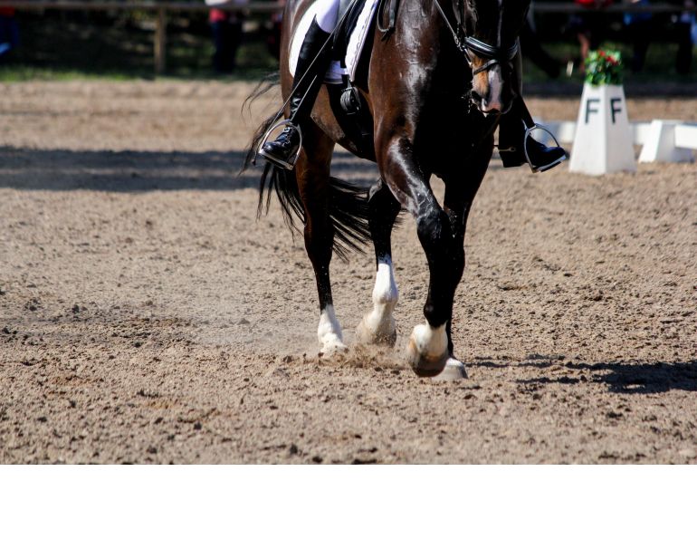 horse allergies, equine asthma, latex allergies in horses, does latex bother horses, morris animal foundation, royal agricultural university