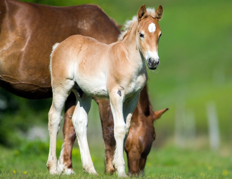 hcbc online store, can-am chilliwack bc, horse council bc membership renewals