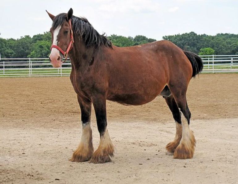 old maiden mare, juan samper, jcs veterinary, breeding mare, equine semen, stallion semen, equine pregnancy old maiden mare, juan samper, jcs veterinary, breeding mare, equine semen, stallion semen, equine pregnancy