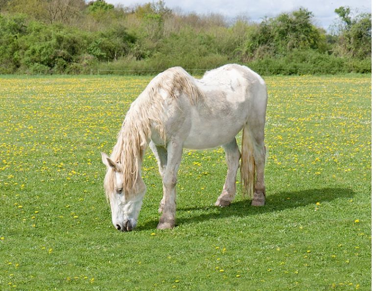equine guelph, Senior Horse Challenge, Equine Metabolic Syndrome, EMS, Pituitary Pars Intermedia Dysfunction, PPID, Cushing’s Disease, Laminitis