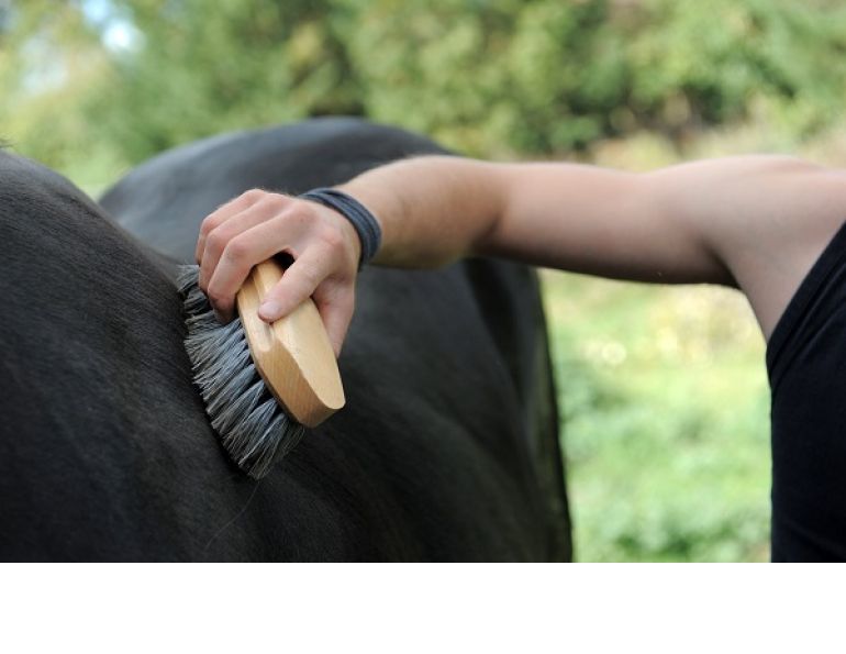 hay wisp, horse grooming, stain horse, equine grooming, horse coat, equine coat, horse shedding, curry comb, horse tail rubbing, thin horse tail, horse sheath hay wisp, horse grooming, stain horse, equine grooming, horse coat, equine coat, horse shedding, curry comb, horse tail rubbing, thin horse tail, horse sheath