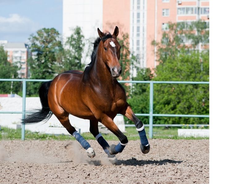 types of horse insurance, types of equine insurance, horse insurance, equine insurance, intercity insurance, capri insurance, equine liability, hayley kosolofski, horse breeding insurance, horse medical, horse surgery, equine surgery, stallion infertility, equine transport insurance types of horse insurance, types of equine insurance, horse insurance, equine insurance, intercity insurance, capri insurance, equine liability, hayley kosolofski, horse breeding insurance, horse medical, horse surgery, equine surgery, stallion infertility, equine transport insurance