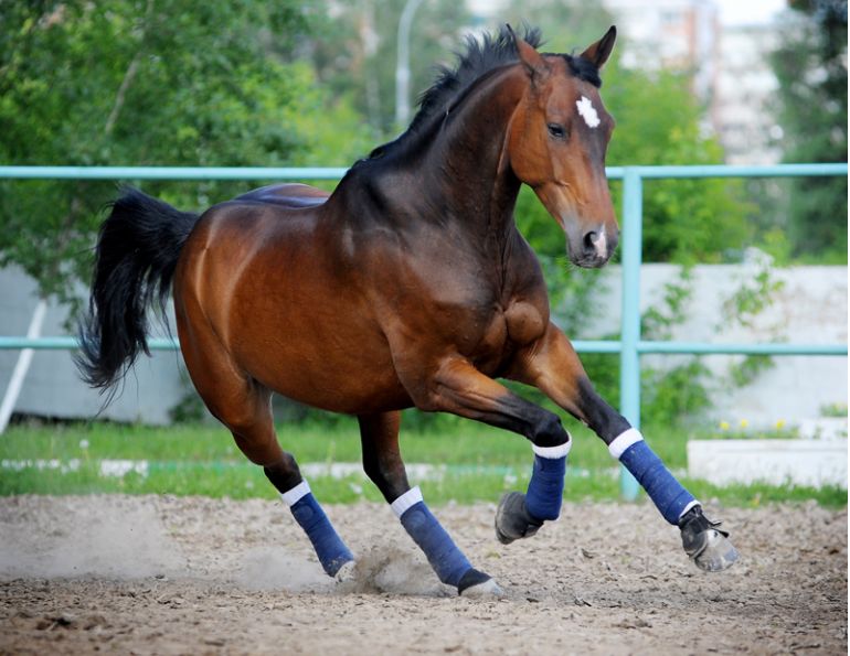 regenerative medicine, equine musculoskeletal injuries, inflammatory protein Interleukin-1, Interleukin-1 receptor antagonist protein, platelet rich plasma, hypoxic-ischemic-based injuries, extracorporeal shock wave therapy, modern equine medicine