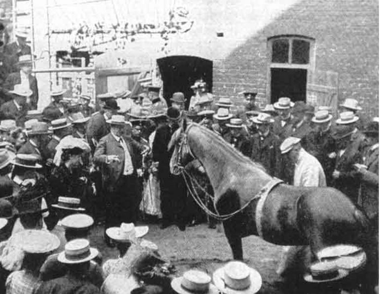 Clever Hans, Wilhelm von Osten, Carl Stumpf, Clever Hans Effect